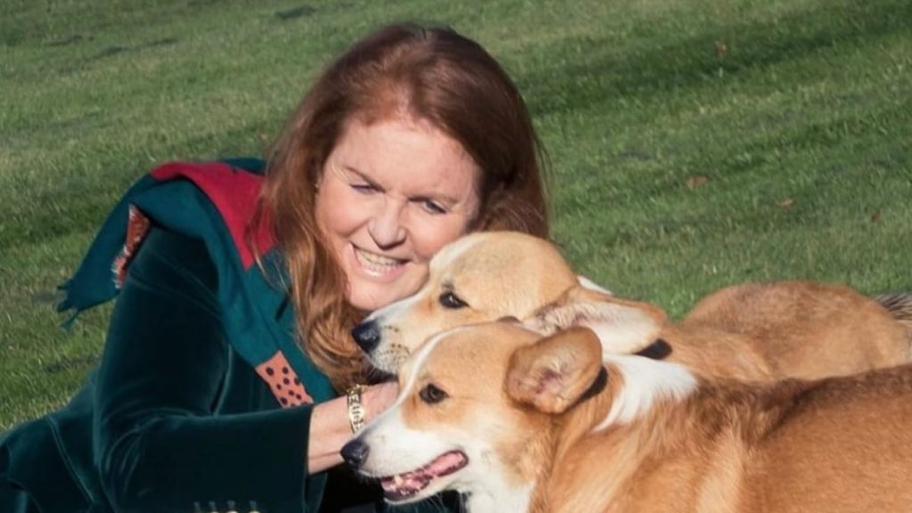 Queen’s corgis inherited by means of Sarah Ferguson and Prince Andrew mark particular milestone
